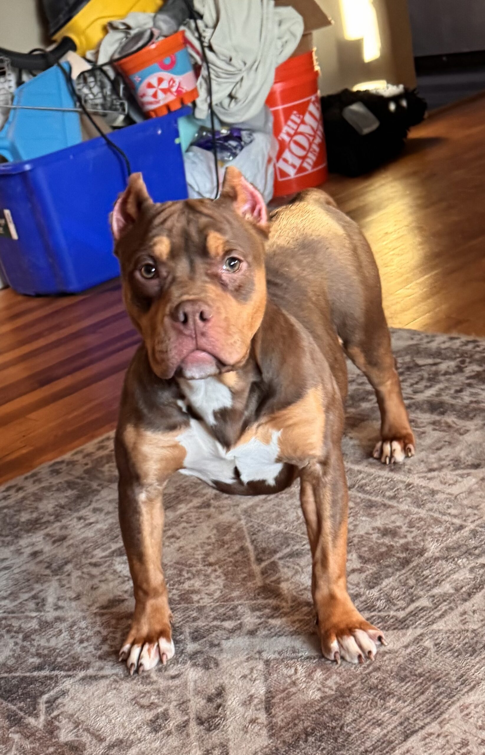 Dog Featured Image