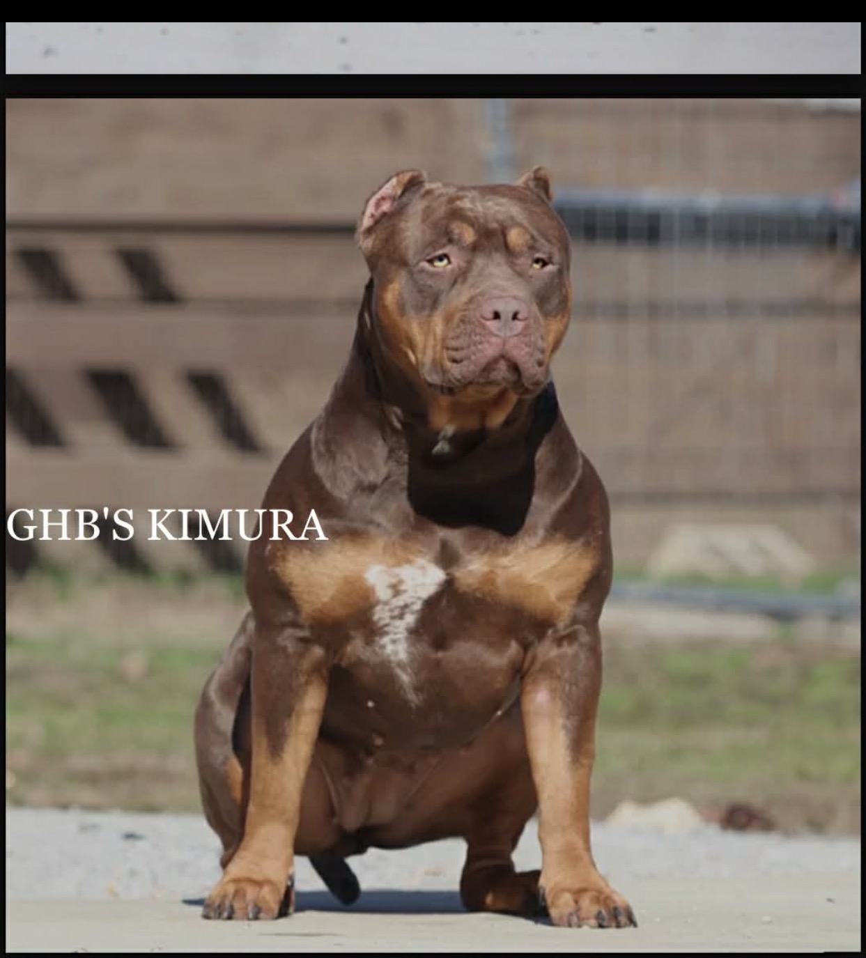 Dog Featured Image