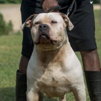 Dog Featured Image