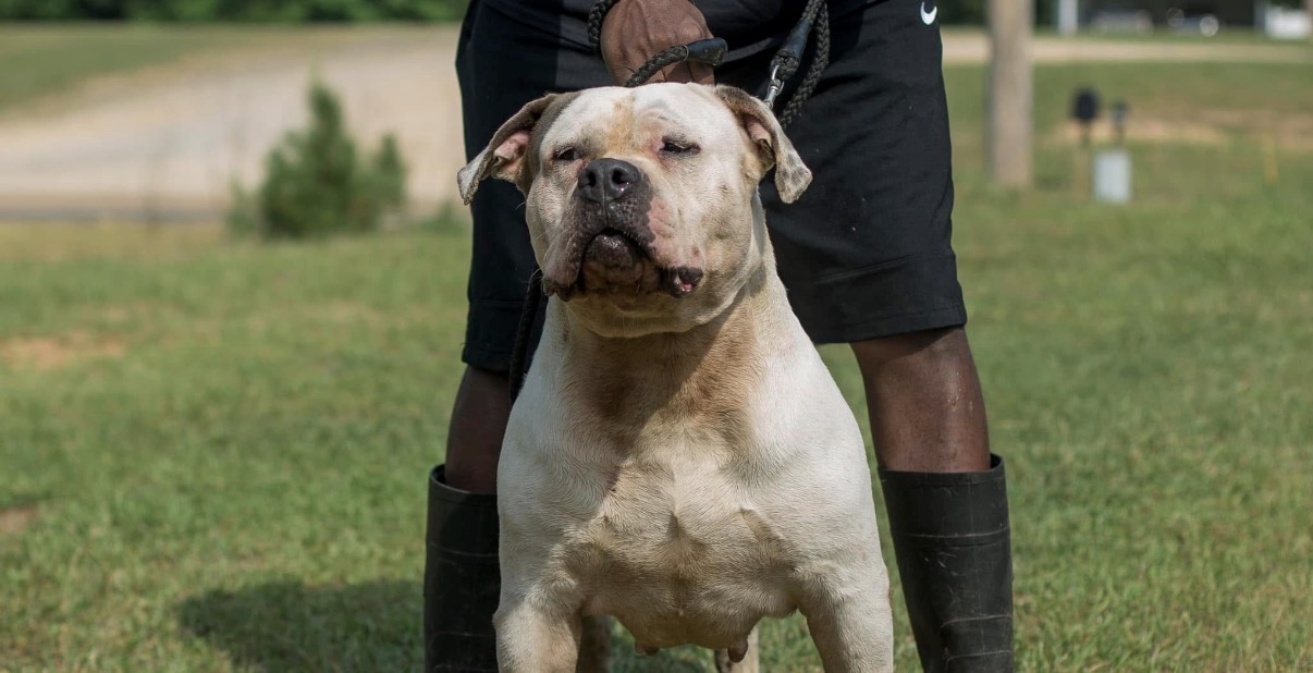 Dog Featured Image