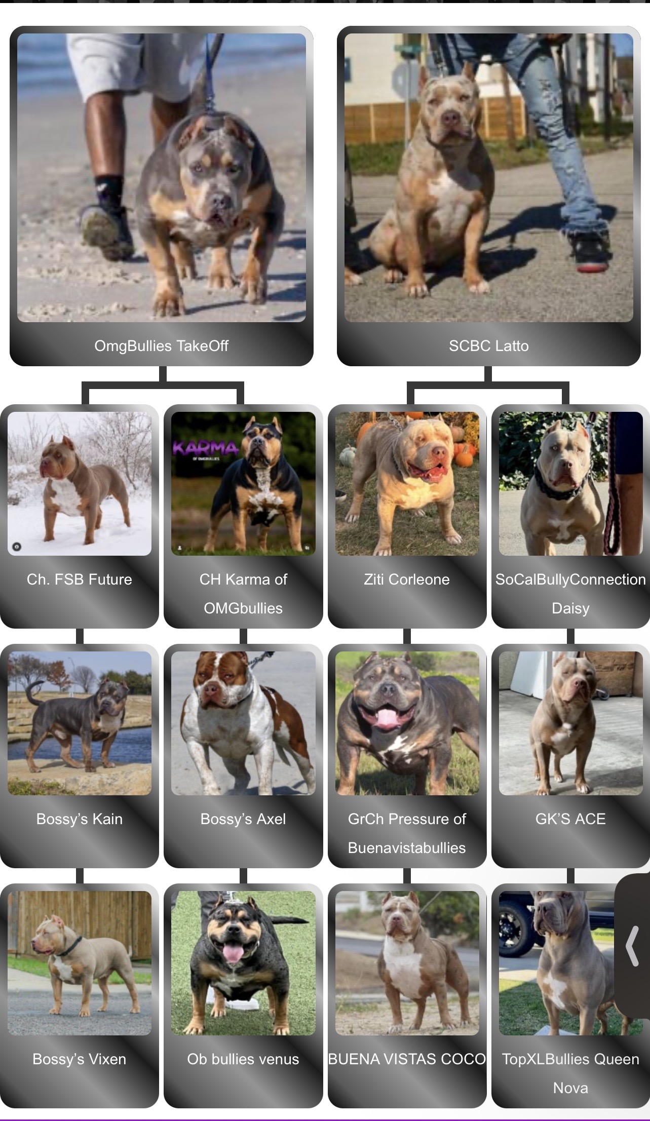 Dog Featured Image