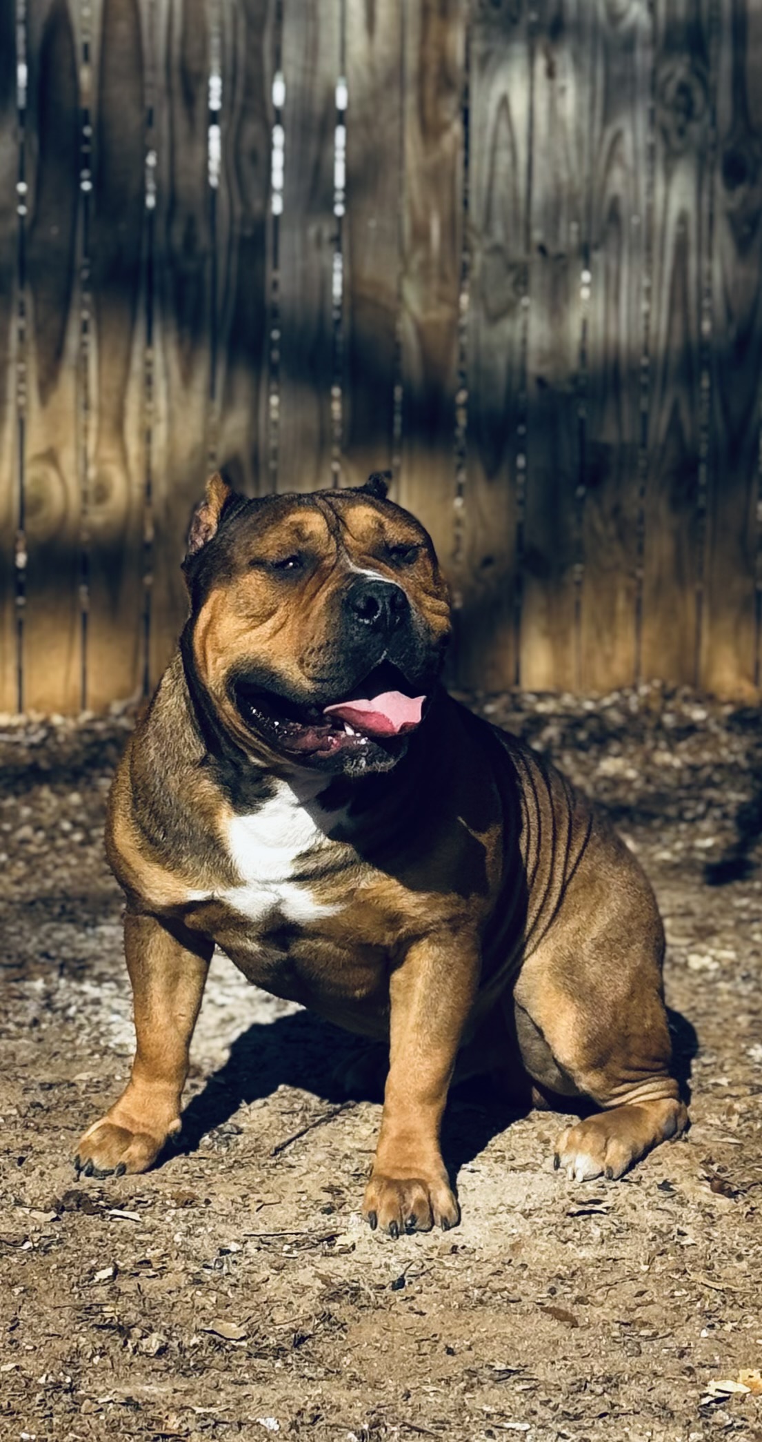 Dog Featured Image