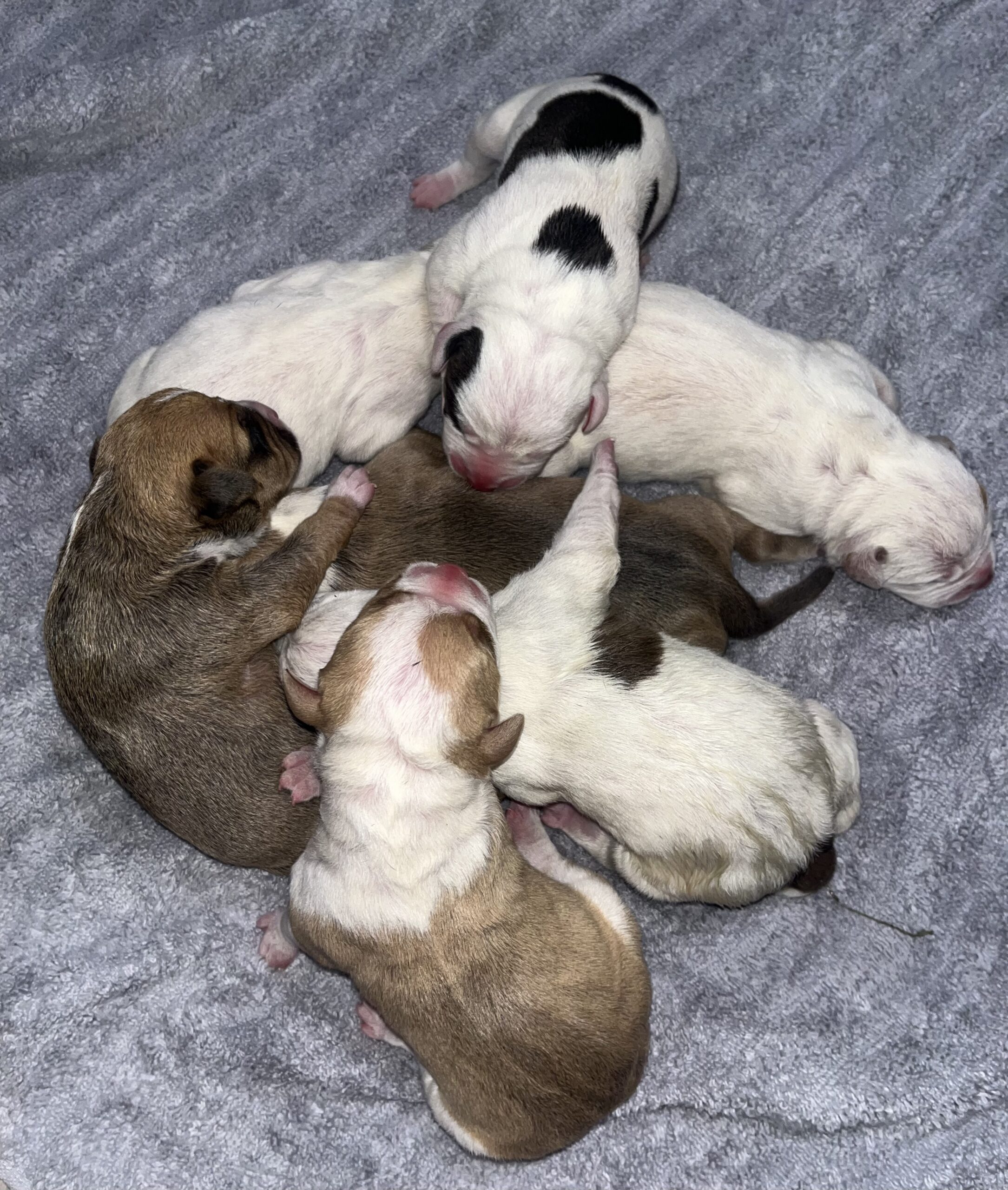 Dog Featured Image