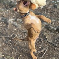 Dog Featured Image