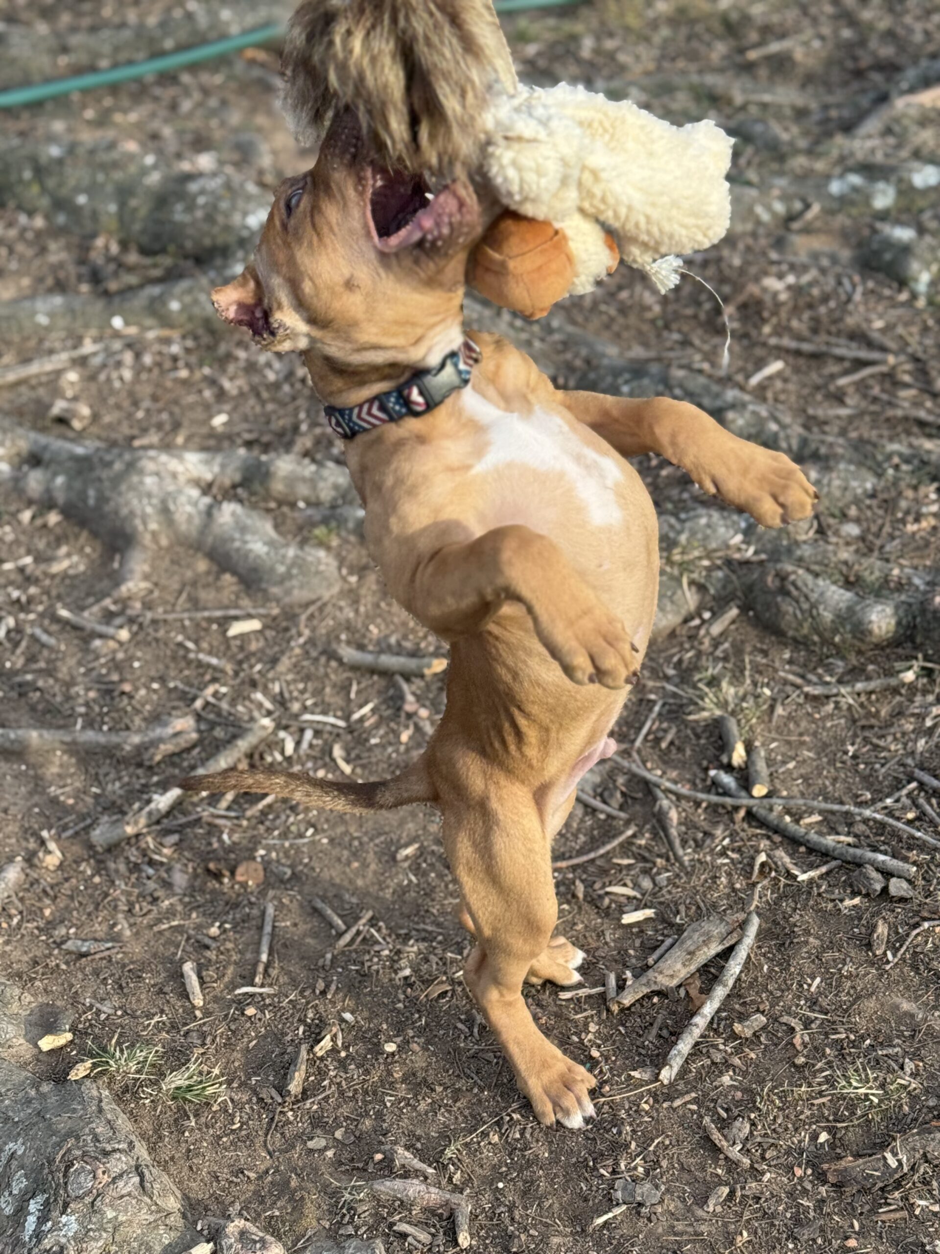 Dog Featured Image