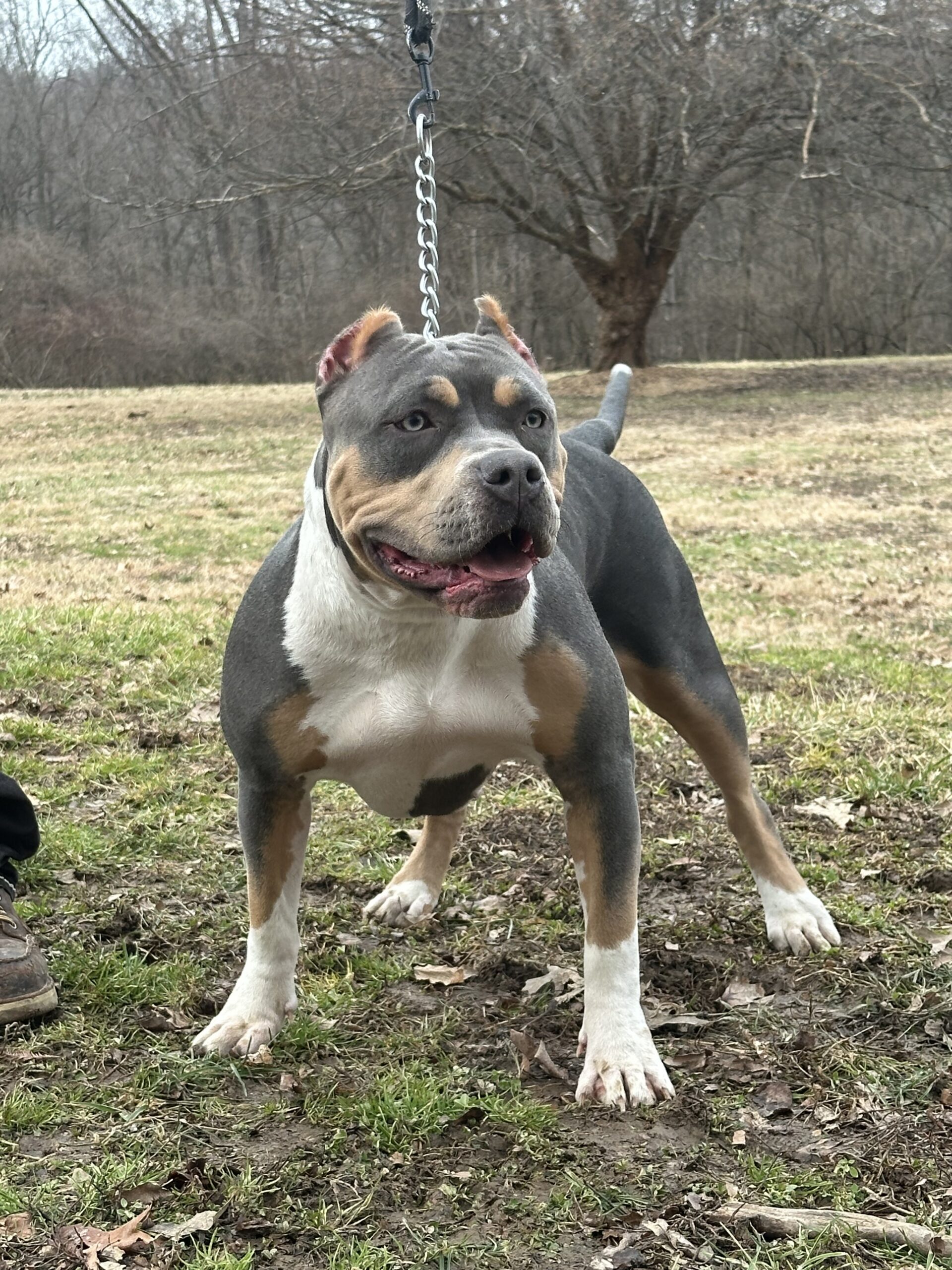 Dog Featured Image