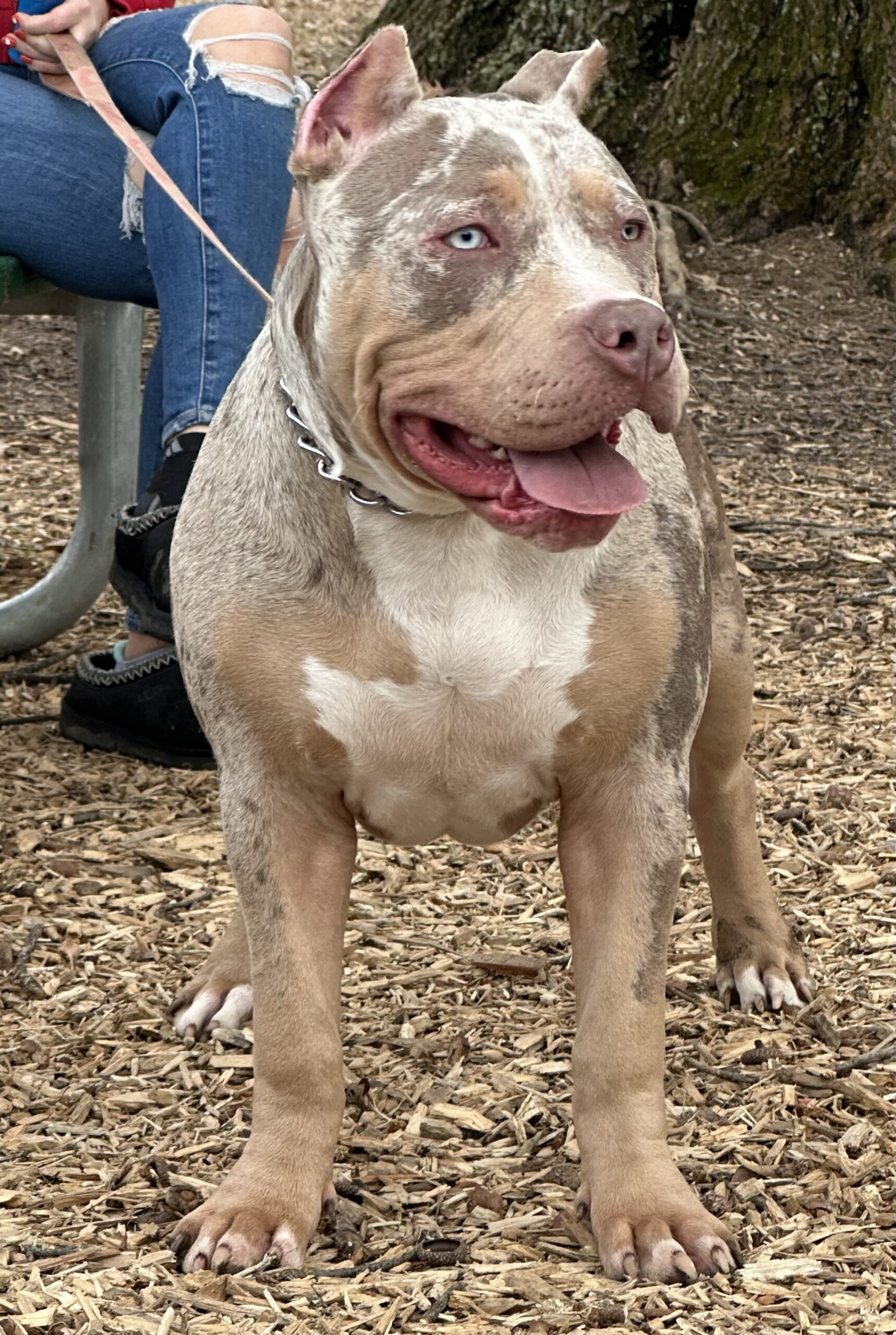 Dog Featured Image