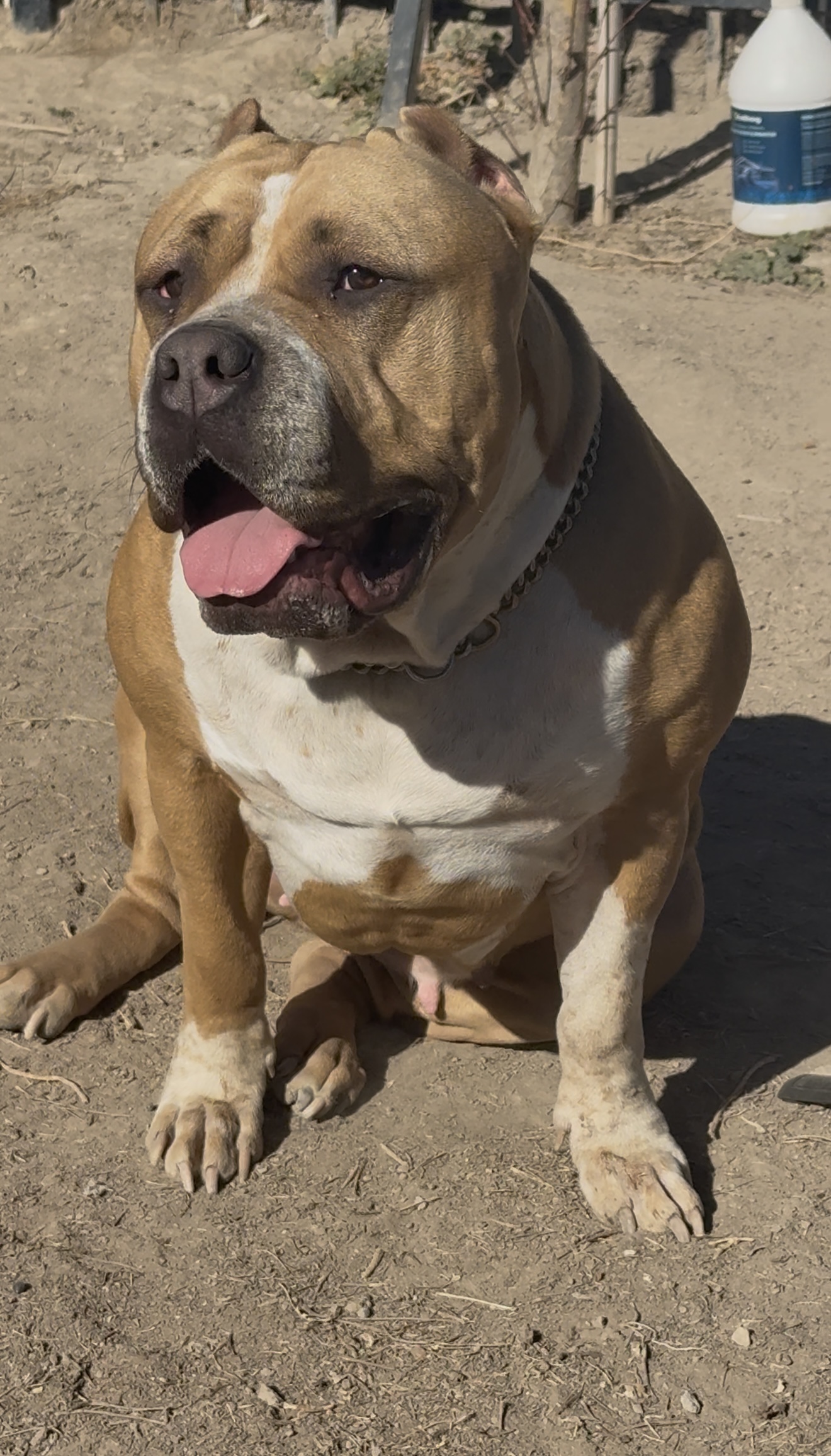 Dog Featured Image