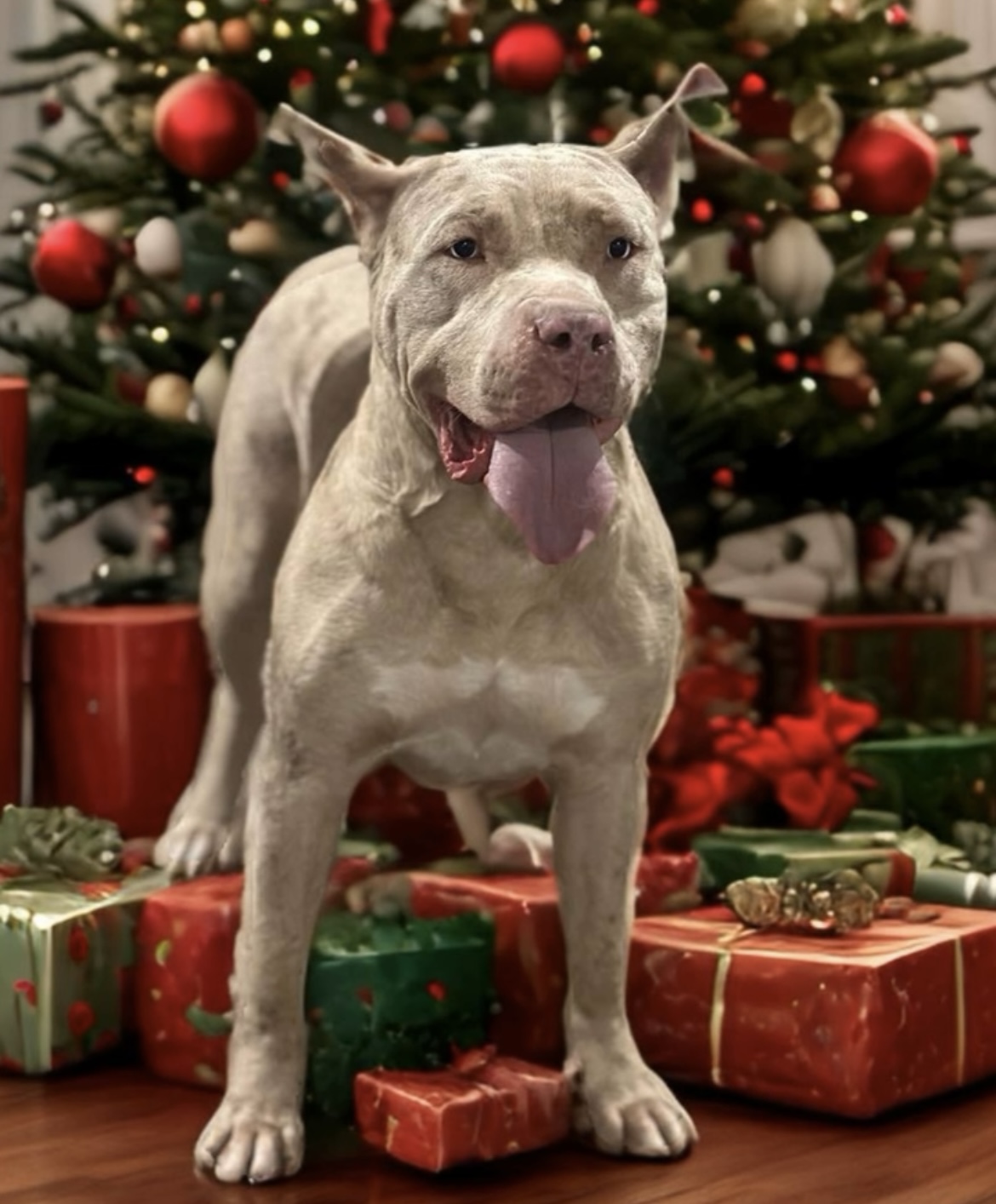 Dog Featured Image
