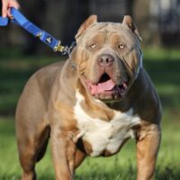 Southerns Elite’s Ch. Hoss