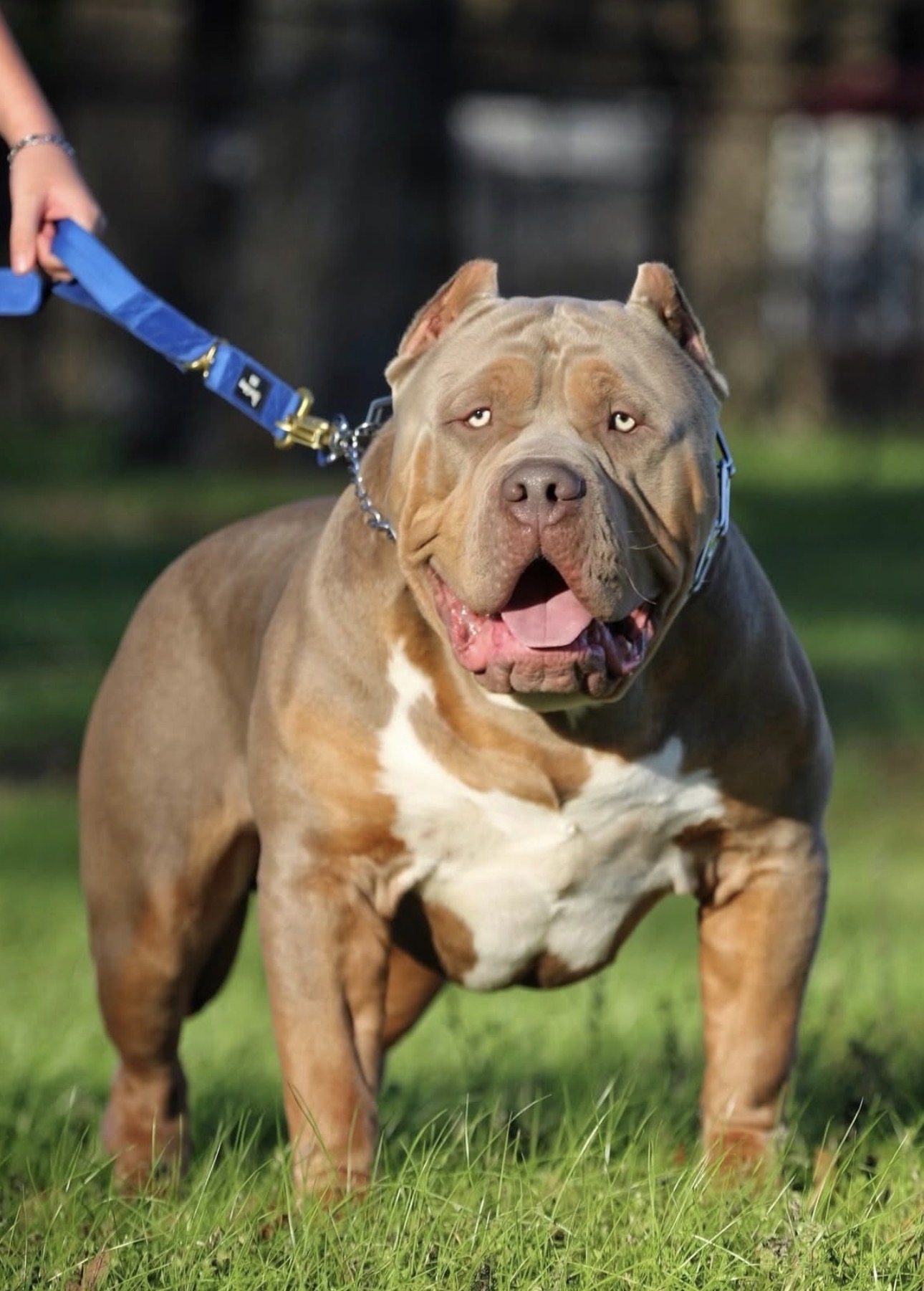 Dog Featured Image