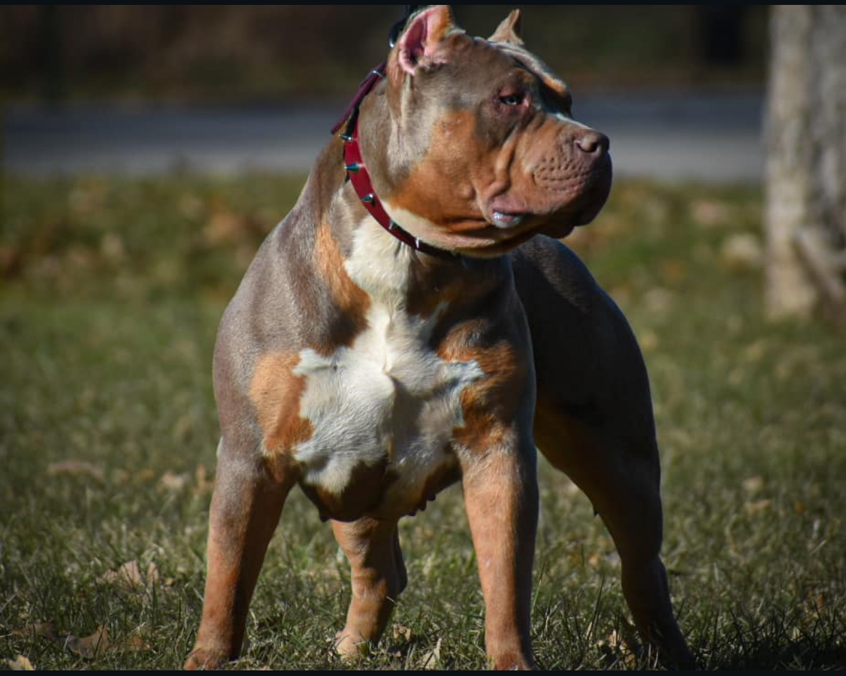 Dog Featured Image