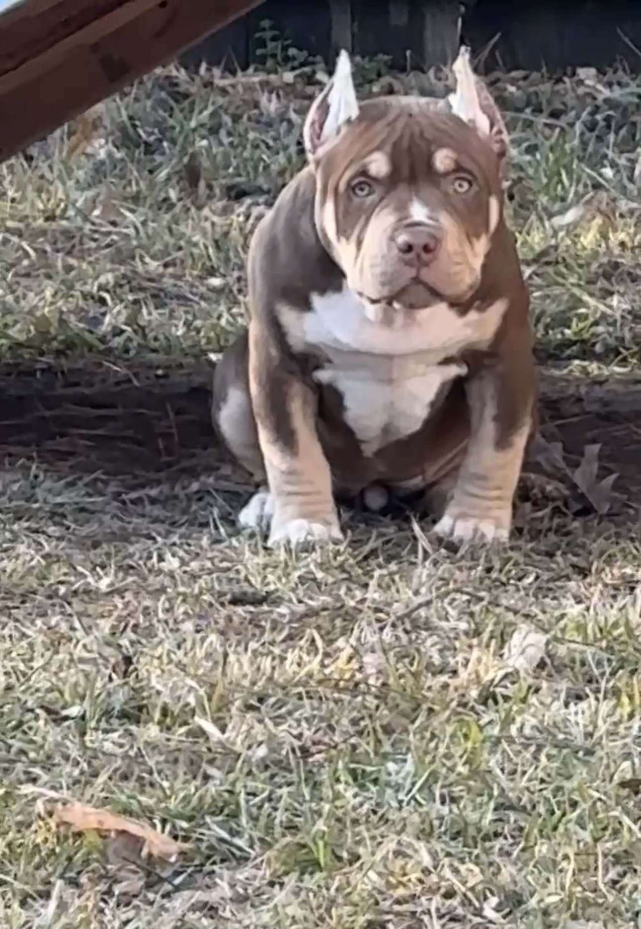 Dog Featured Image