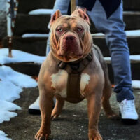 Dog Featured Image