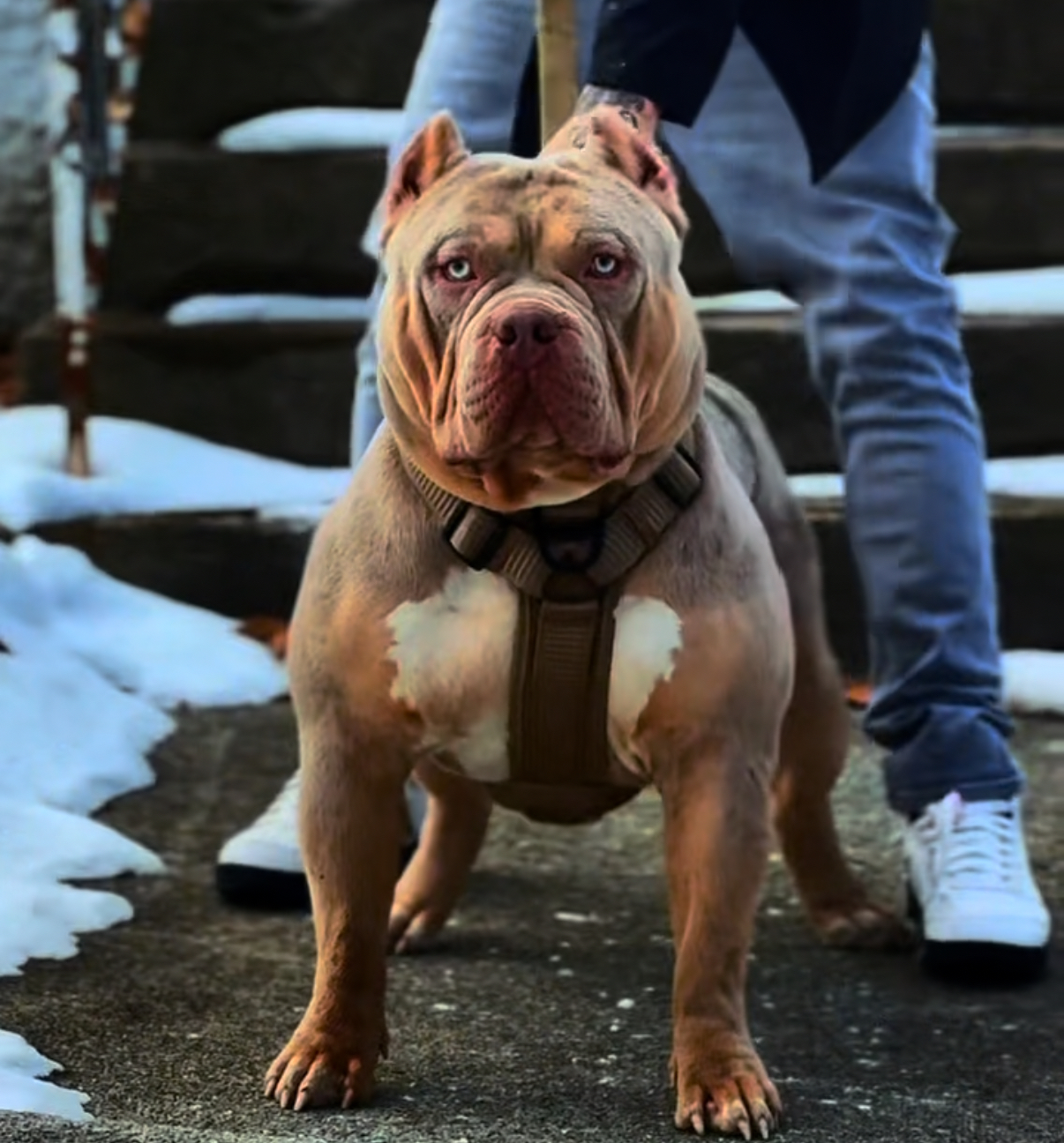 Dog Featured Image