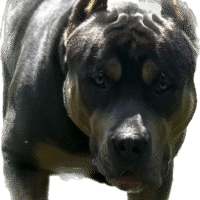 BigBinoKennels Rocket