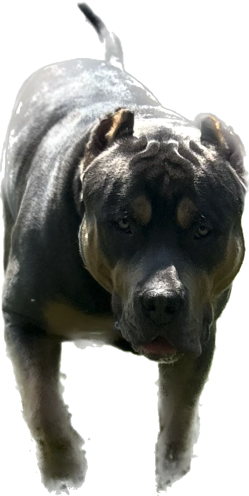 Dog Featured Image