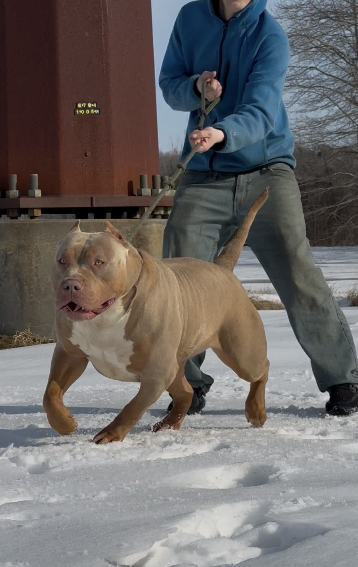 Dog Featured Image
