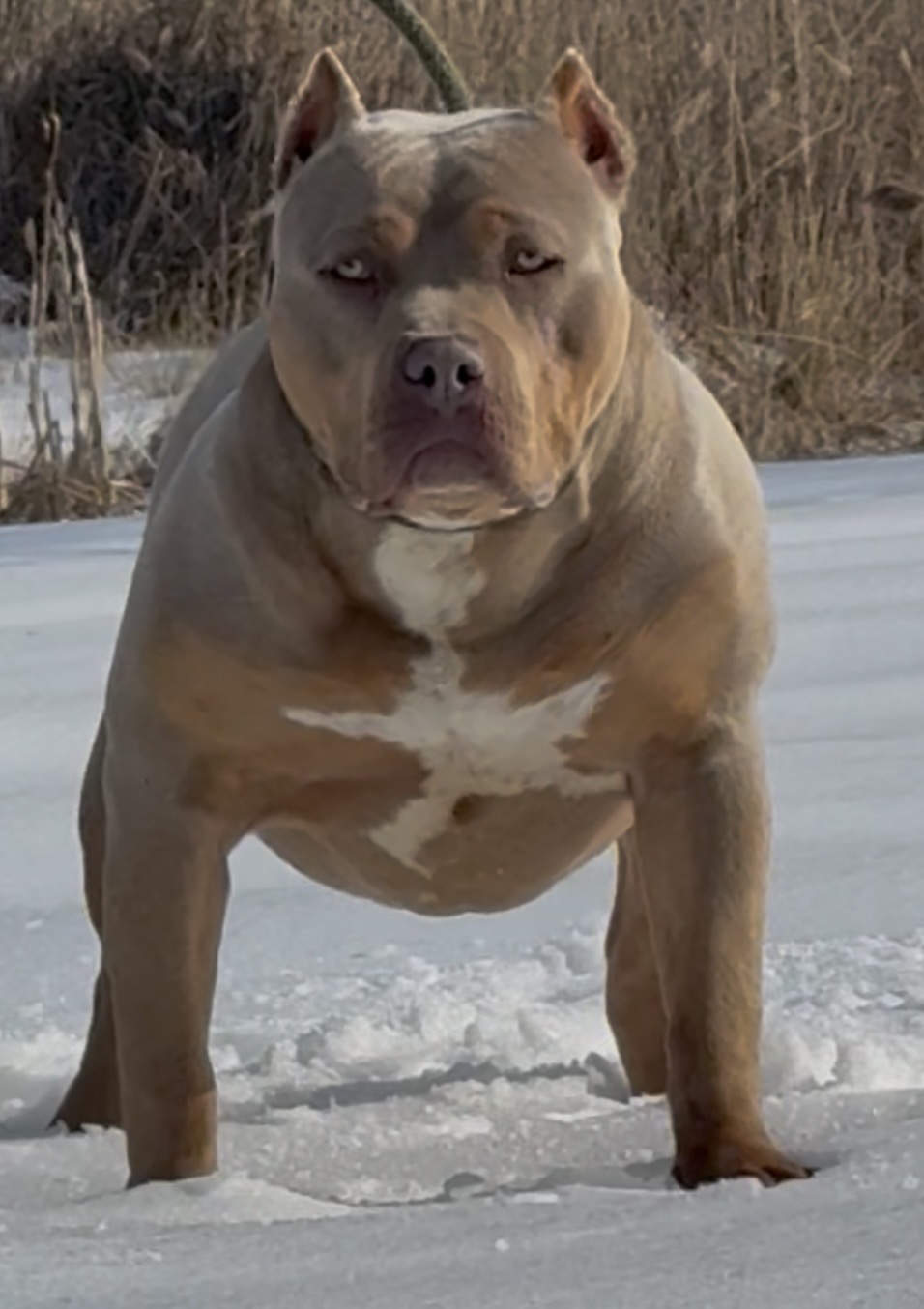 Dog Featured Image