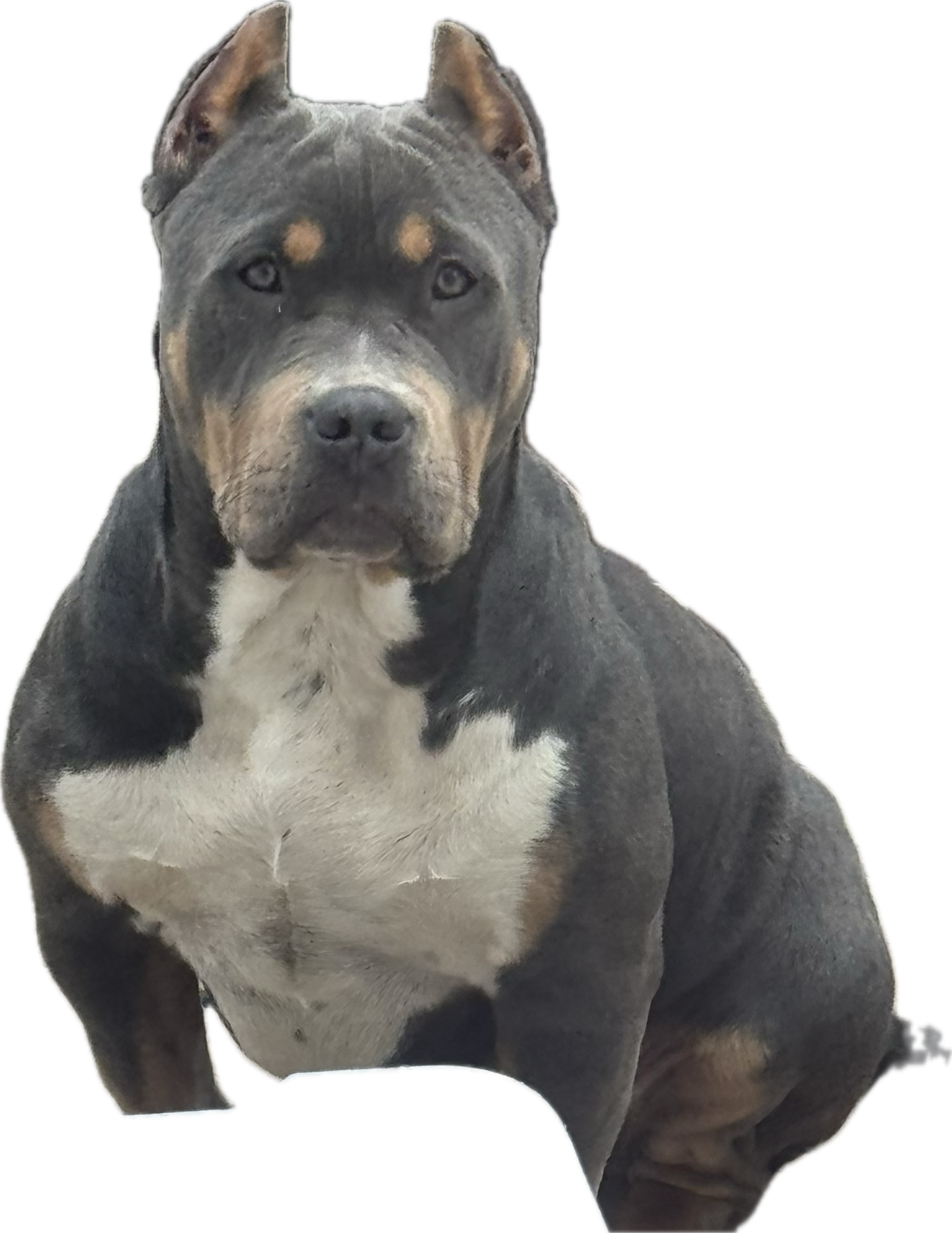 Dog Featured Image