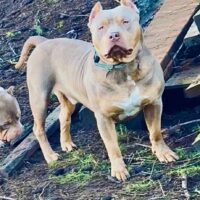 TopShelf’s Draco