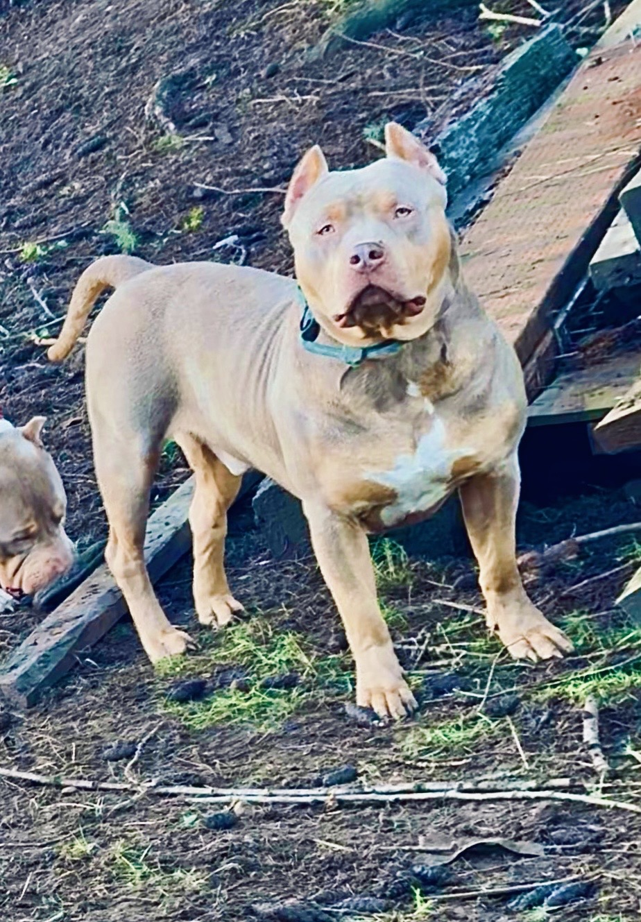 Dog Featured Image