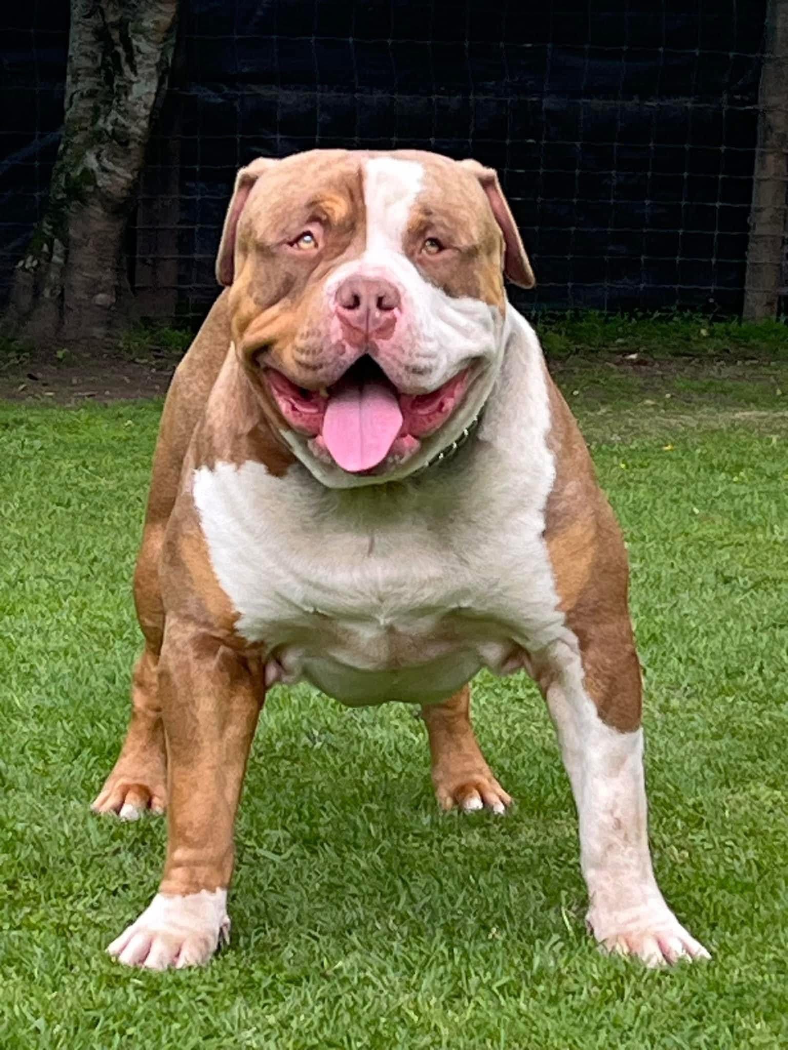 Dog Featured Image