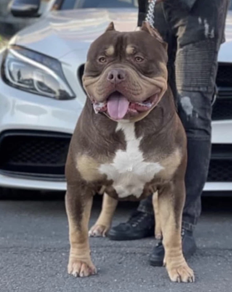Dog Featured Image