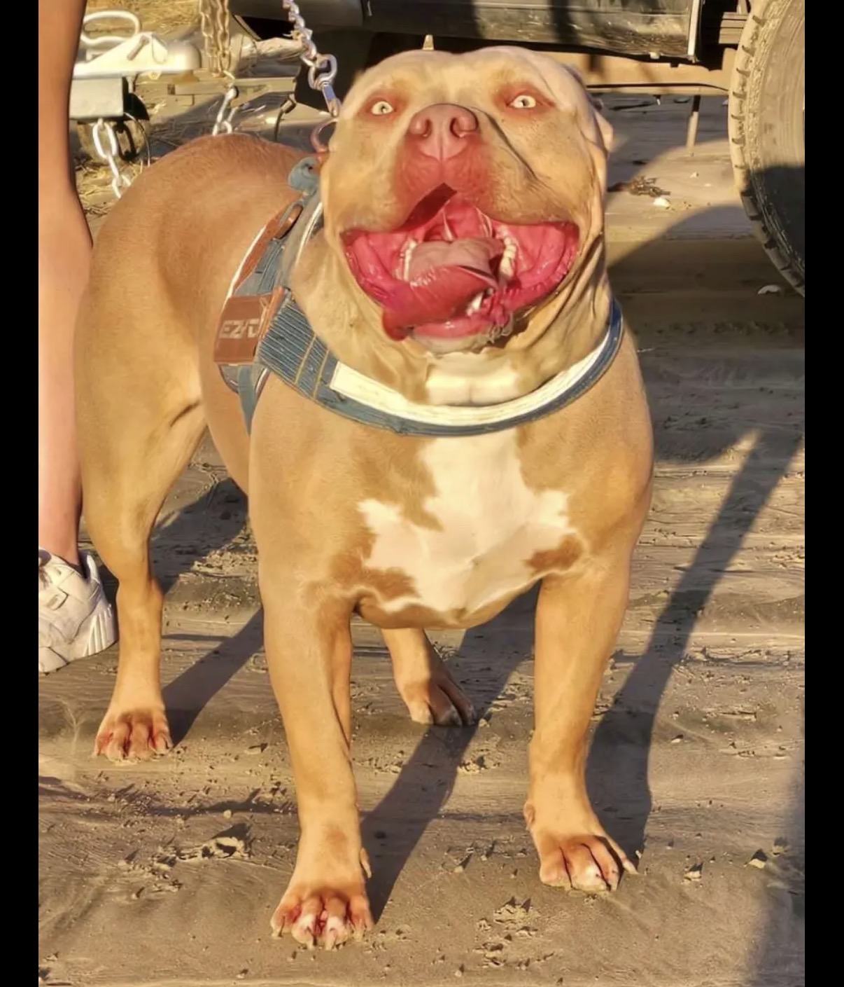 Dog Featured Image