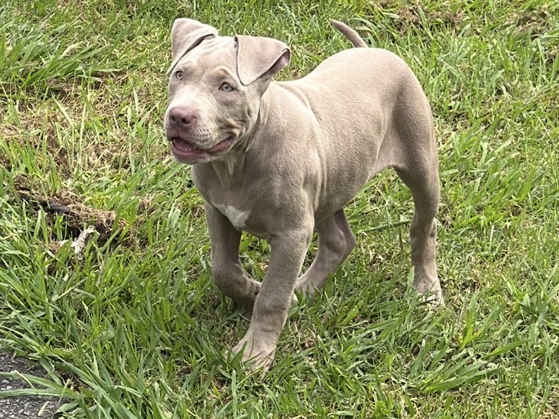 Dog Featured Image