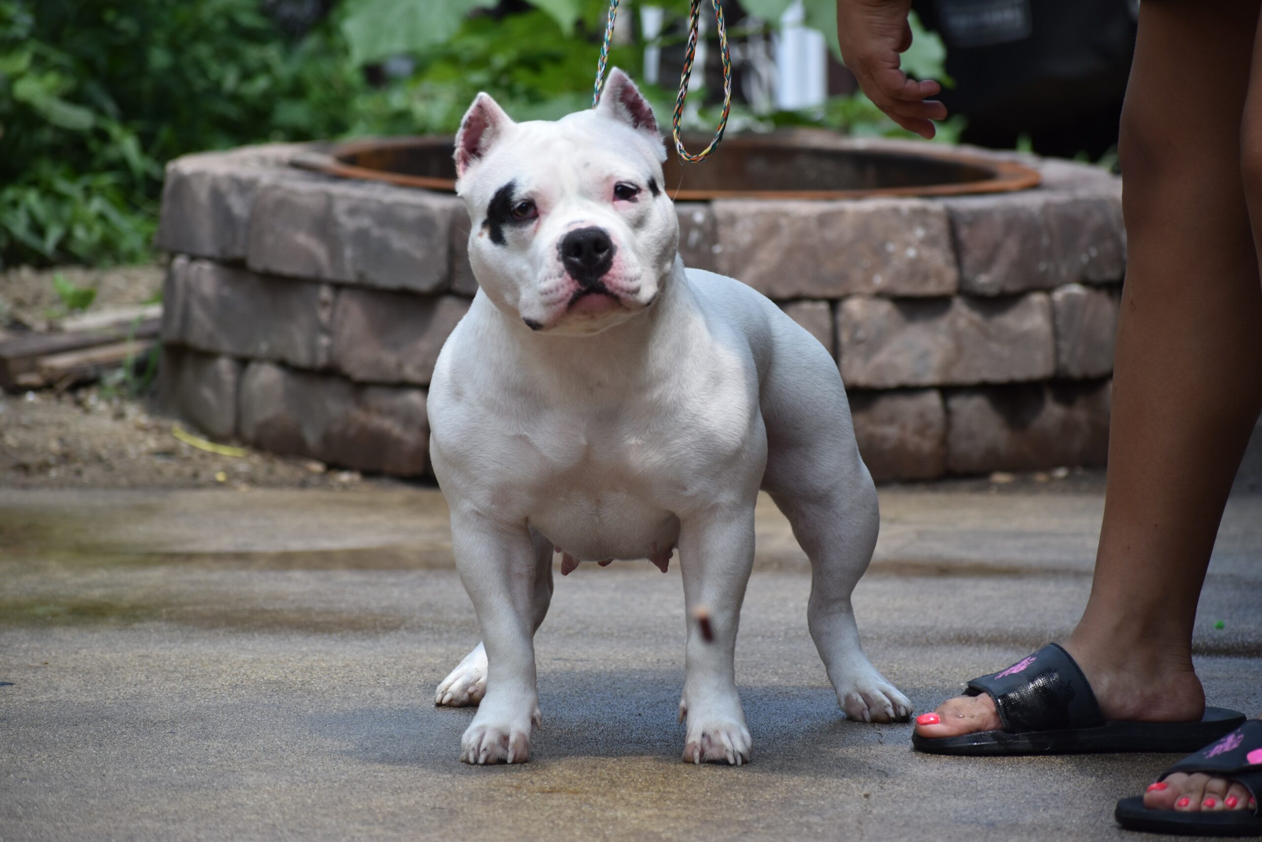 Dog Featured Image
