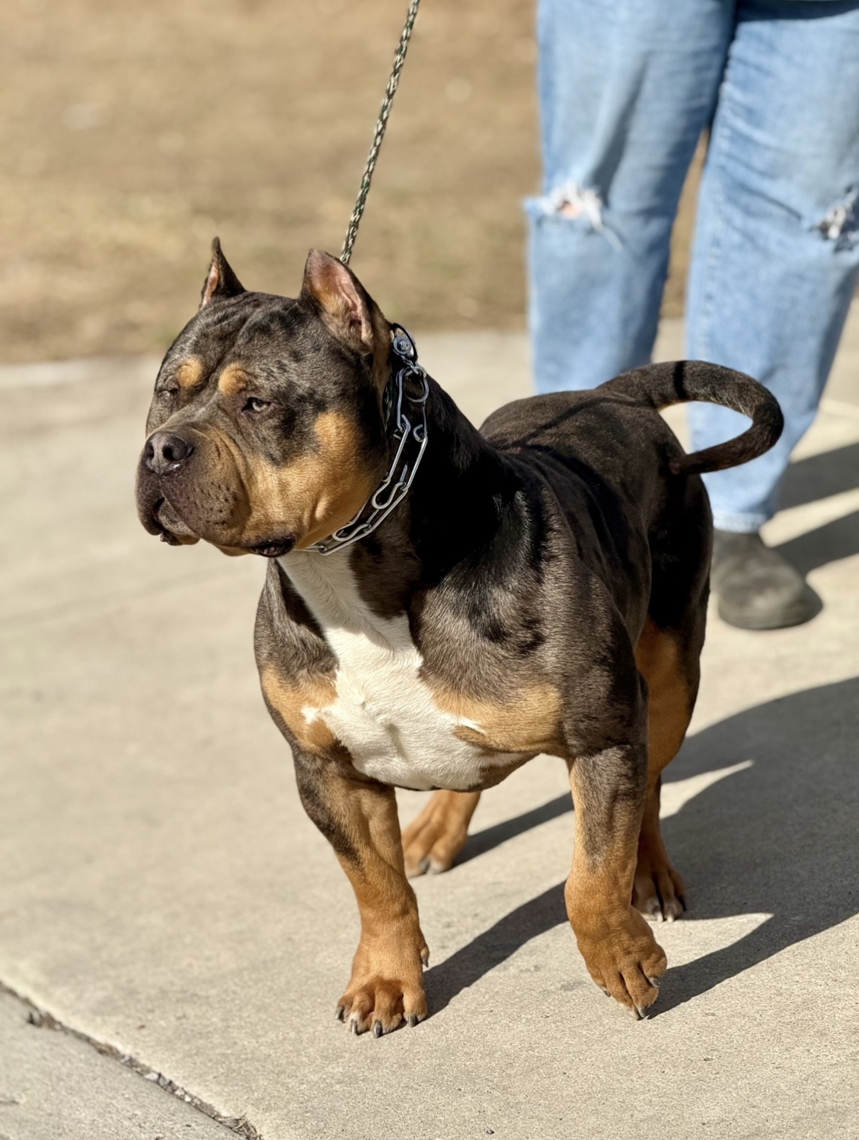 Dog Featured Image