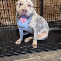 Eternal pride bullies Nala
