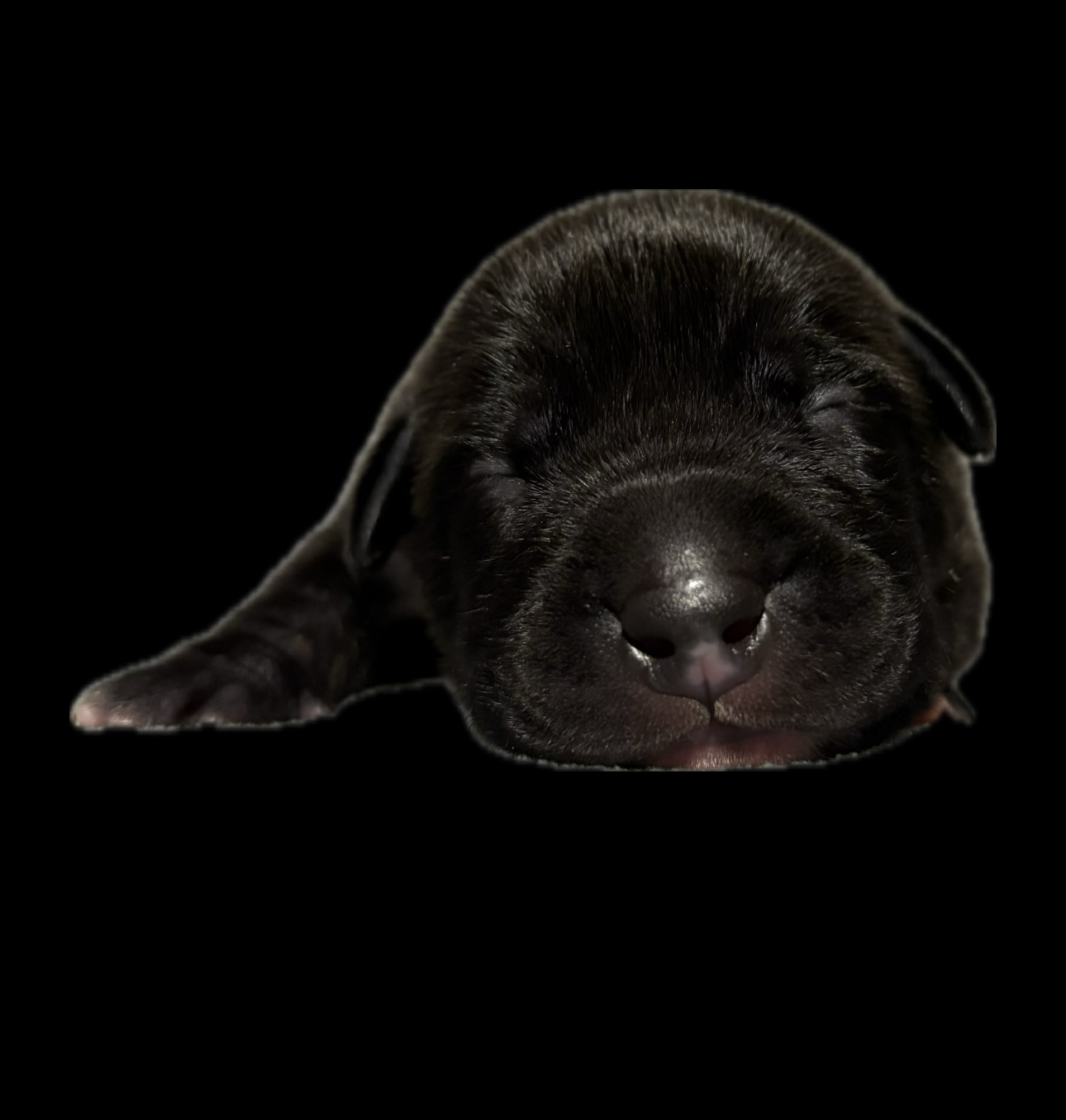 Dog Featured Image