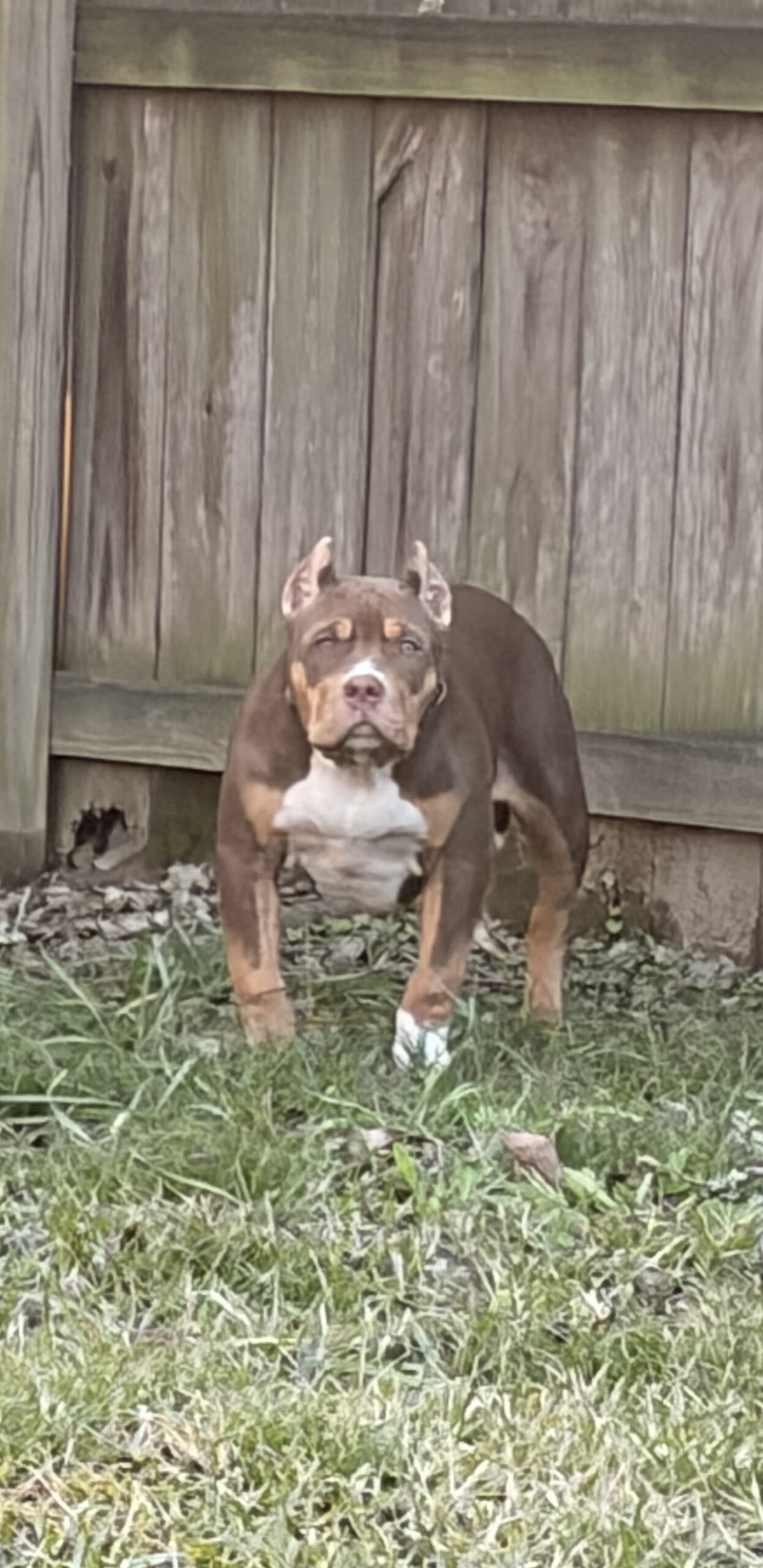 Dog Featured Image