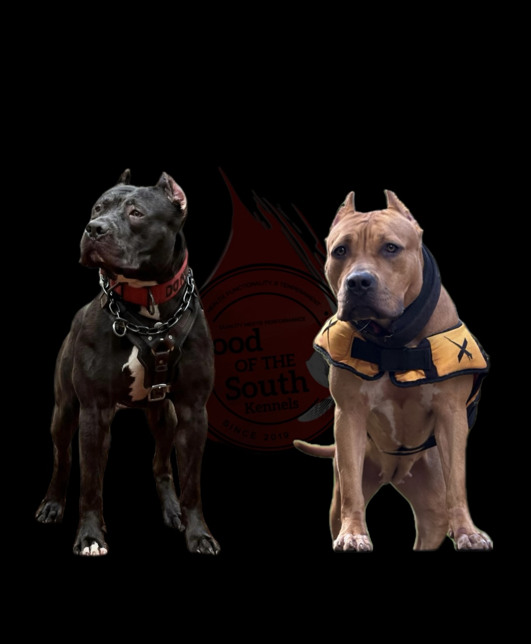 Dog Featured Image