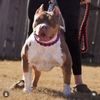 Olympia of Legends Bully Kennels