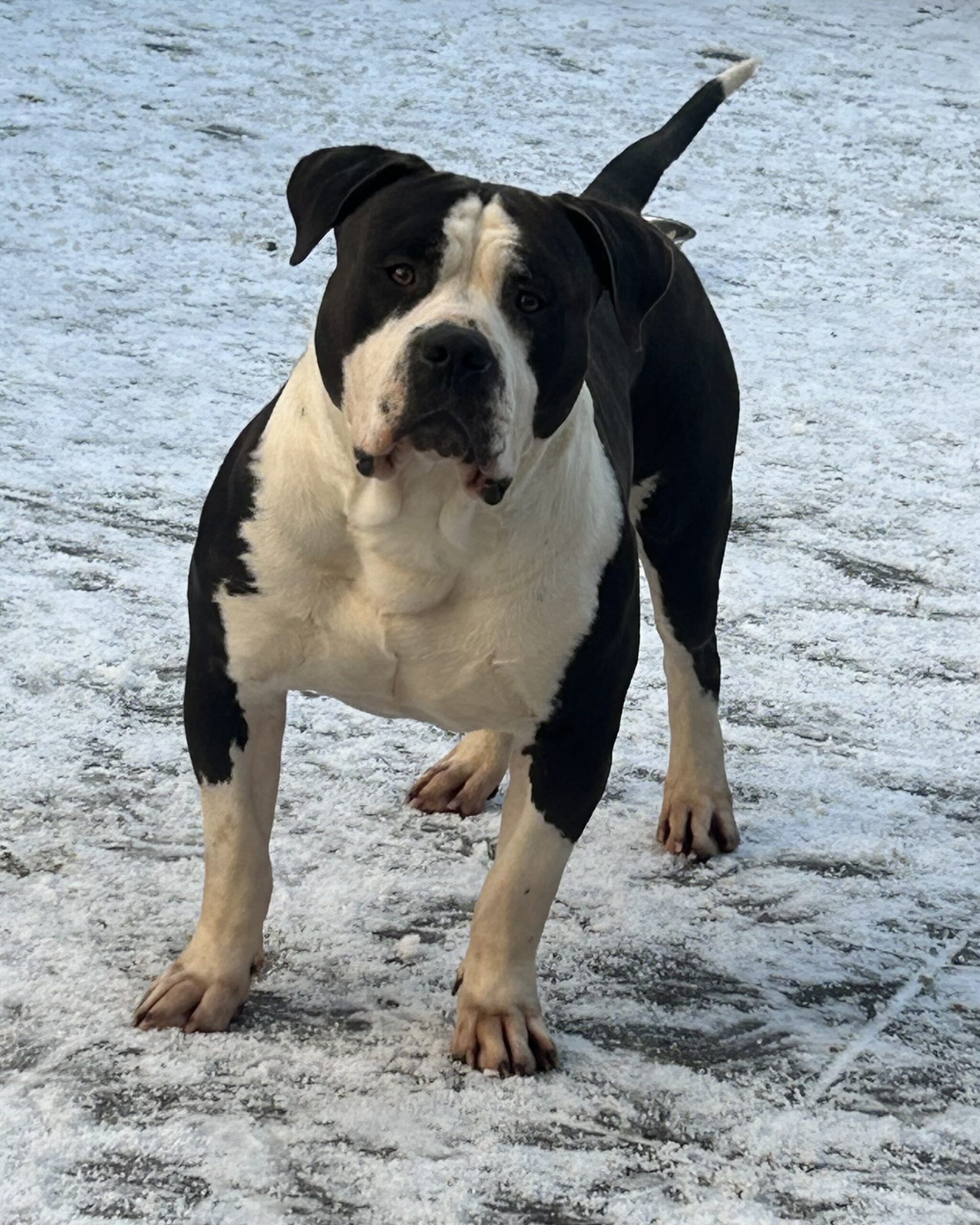 Dog Featured Image