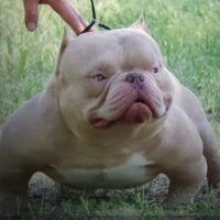DAVINCI