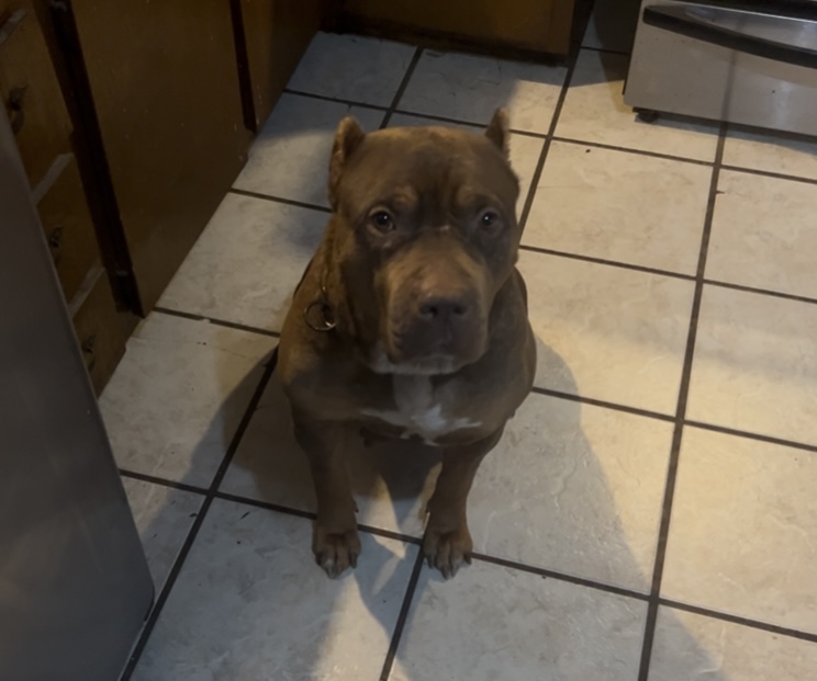 Dog Featured Image