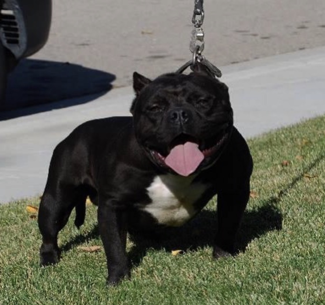Dog Featured Image