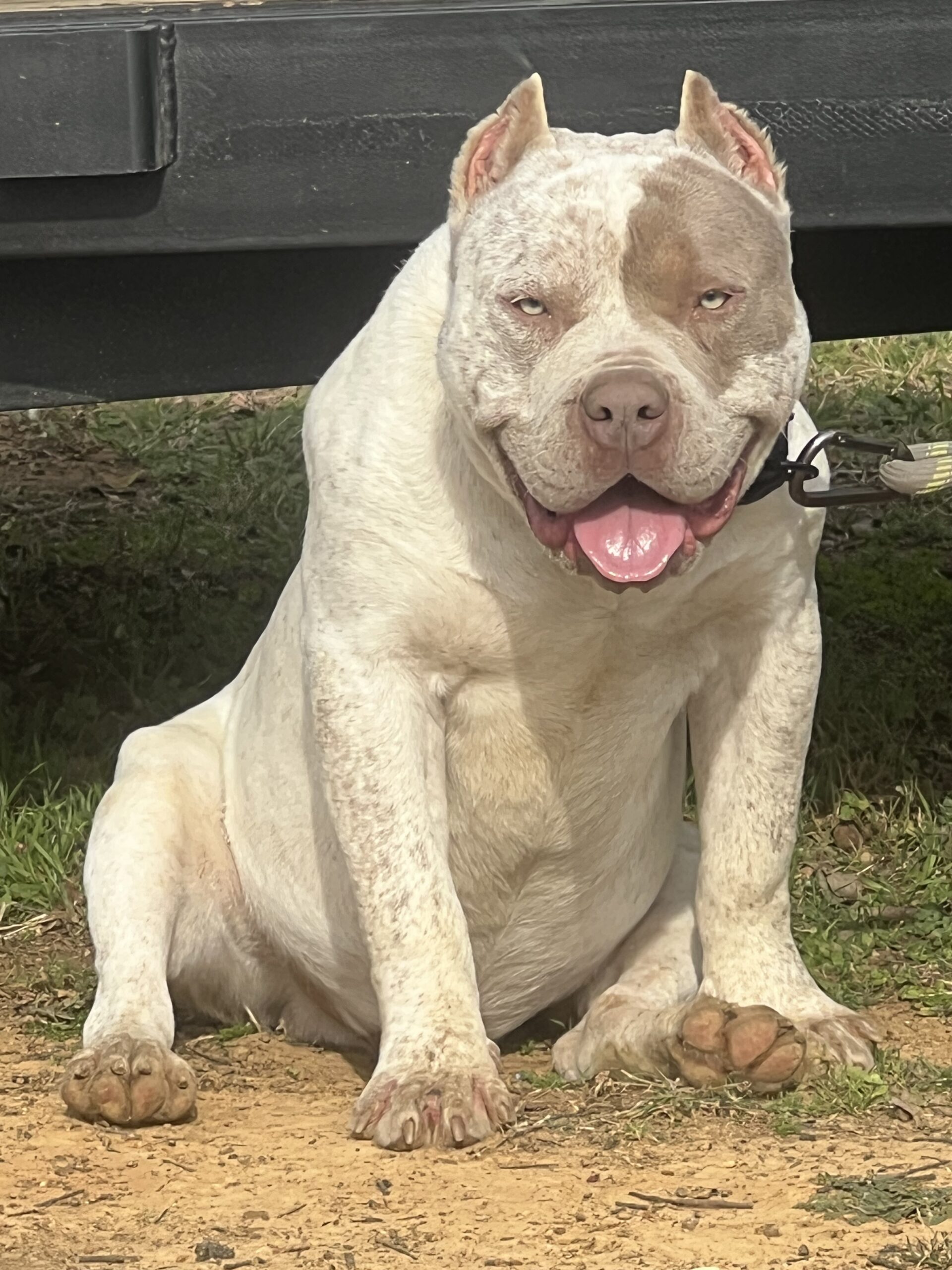 Dog Featured Image