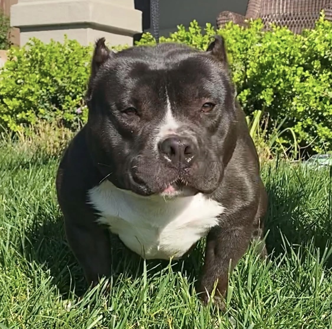 Dog Featured Image