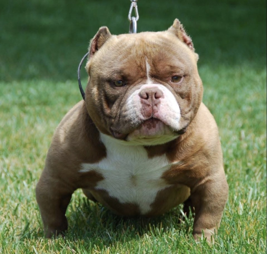 Dog Featured Image