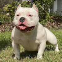 MEATHEADS SNOWBALL