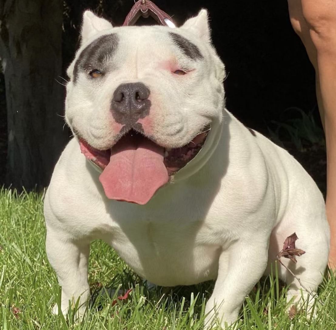 Dog Featured Image