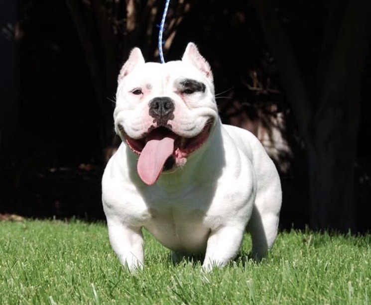 Dog Featured Image