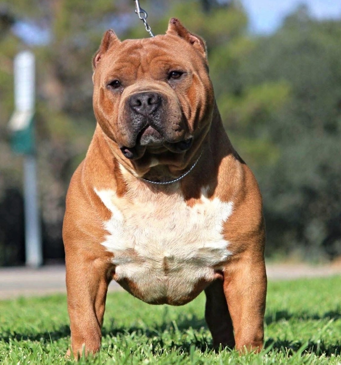 Dog Featured Image