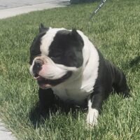 MEATHEADS BUBBA