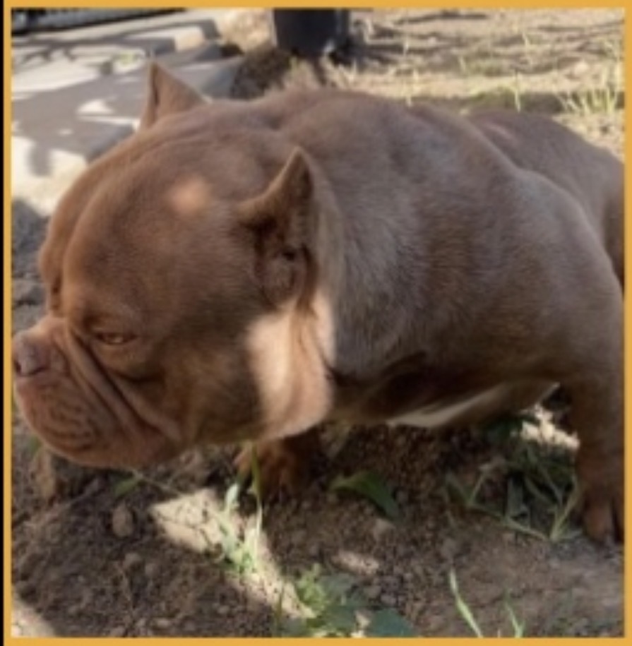 Dog Featured Image